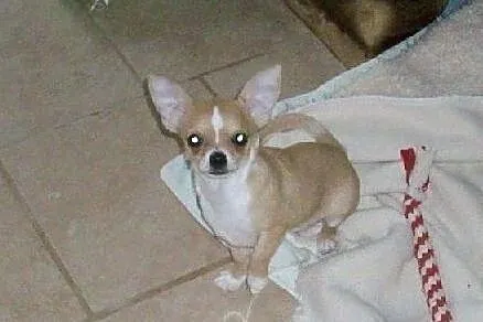 Chihuahua Krótkowłosa Rodowodowa FCI, Pyrzyce