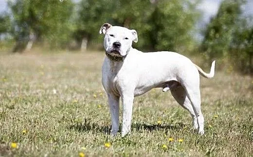 Domowy, łagodny amstaff Nero czeka na dom, Amstaf