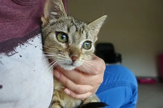 Tigga