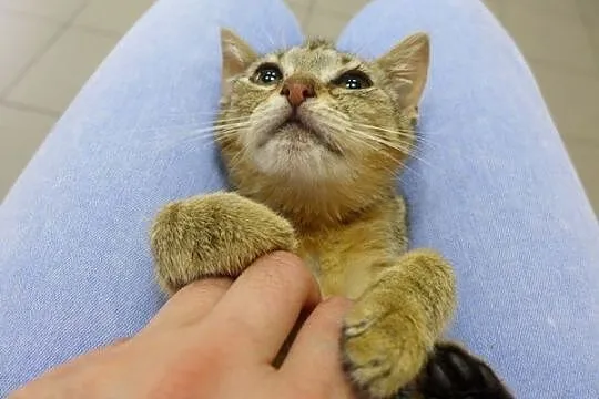 Tigga