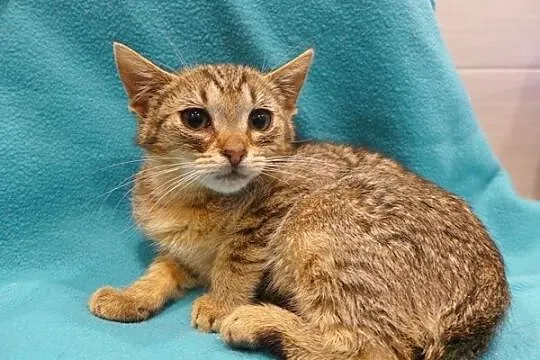 Tigga