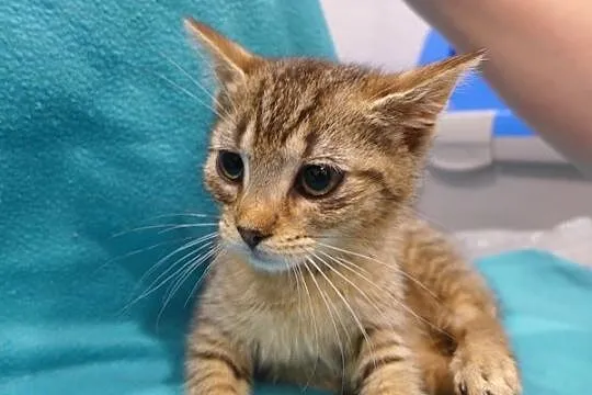 Tigga