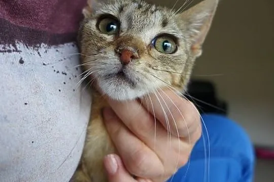 Tigga