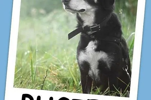 12 kg, 3 lata, sympatyczny,kontaktowy ,radosny psiak BUGIEL.Adopcja,  małopolskie Kraków