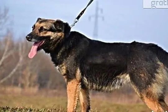 Cudowna sunia zasługująca na wszystko co najlepsze szuka dobrego domu, Małopolskie, Kraków