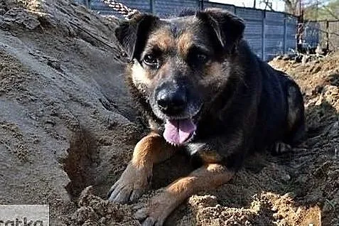 Cudowna sunia zasługująca na wszystko co najlepsze szuka dobrego domu, Małopolskie, Kraków