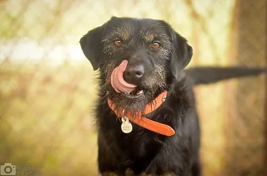 Przyjazna, karna Migotka, grzeczna przylepka do adopcji!