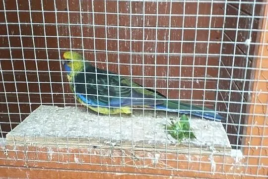 Rozella samiec, Mazowieckie, Radom
