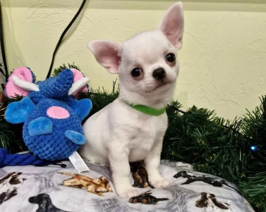 Szczenięta chihuahua dostępne do adopcji, psy i suczki, , Warszawka-Kolonia