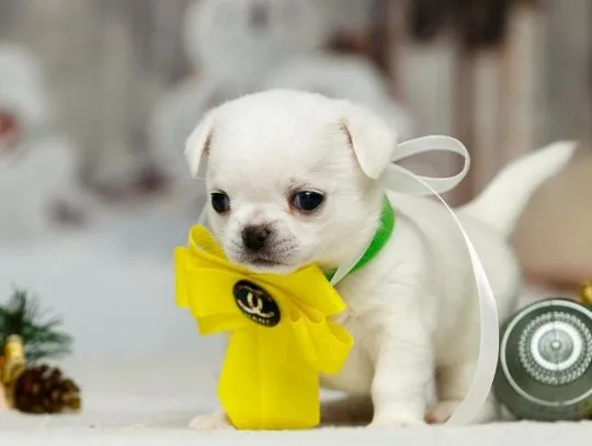 Szczenięta chihuahua dostępne do adopcji, psy i suczki, , Warszawka-Kolonia