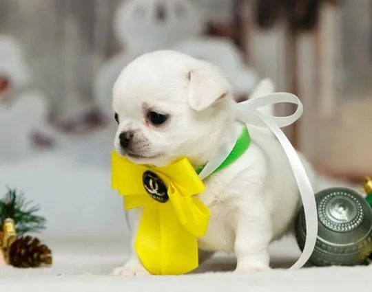 Szczenięta chihuahua dostępne do adopcji, psy i suczki, , Warszawka-Kolonia