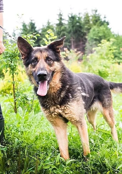Maszka sunia w typie owczarka pilnie szuka domku.P