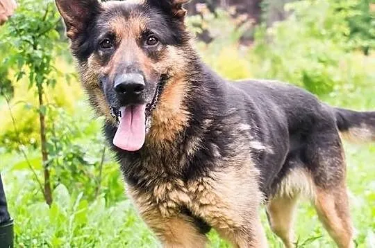 Maszka sunia w typie owczarka pilnie szuka domku.POMÓŻCIE!
