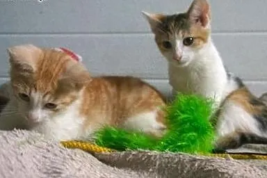 Dwa przytulaśne milutkie kociaki szukają domku,  ś