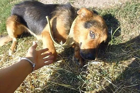 Łagodny, inteligentny Ares, zabrany z piekła szuka domu!