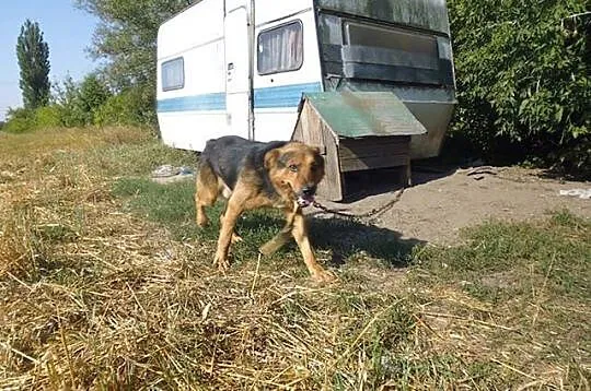 Łagodny, inteligentny Ares, zabrany z piekła szuka