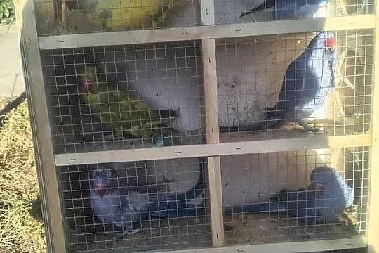 Papugi różnych gatunków