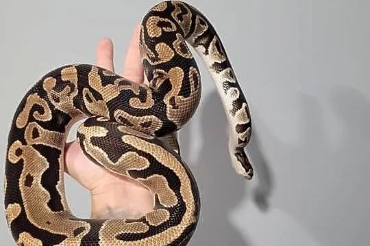 Pyton królewski samica DH Clown Pied