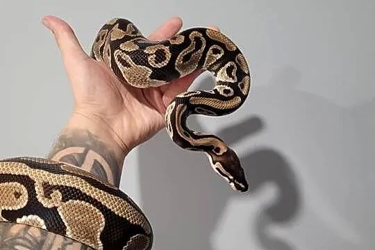 Pyton królewski samica DH Clown Pied, Śląskie, Zawiercie