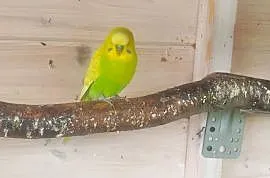Papugii