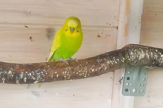 Papugii