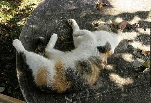 Trojka do adopcji , podkarpackie Jasło