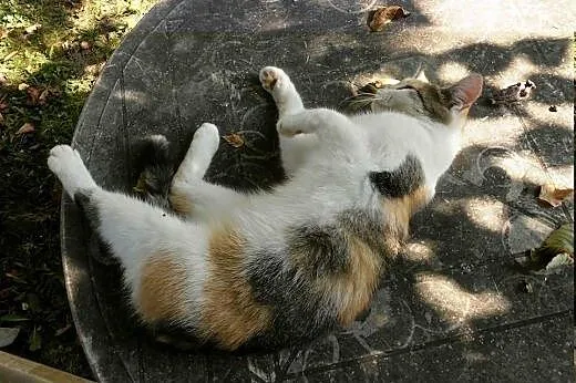 Trojka do adopcji , podkarpackie Jasło