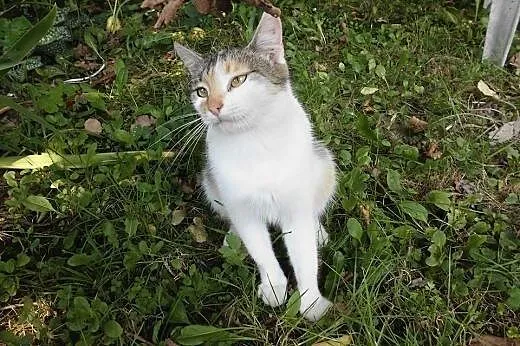 Trojka do adopcji ,  podkarpackie Jasło