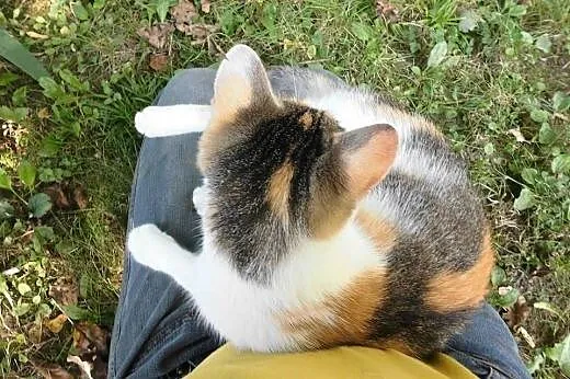 Trojka do adopcji ,  podkarpackie Jasło