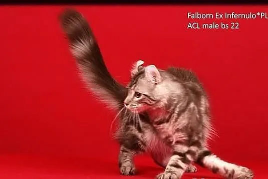Falborn Ex Infernulo - American Curl