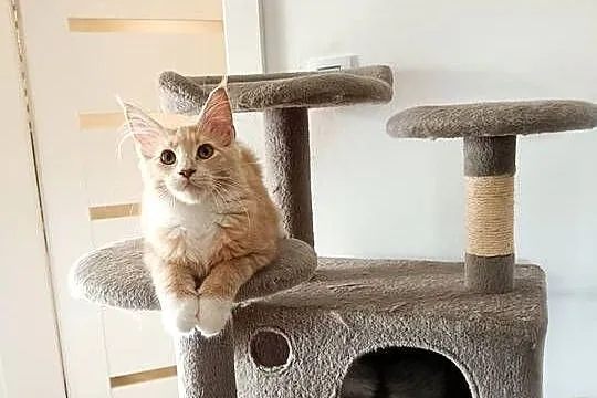 Maine Coon Inka