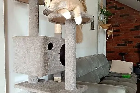 Maine Coon Inka, Podkarpackie, Lipa