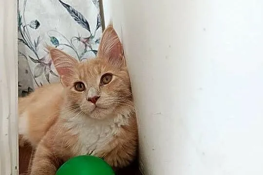 Maine Coon Inka, Podkarpackie, Lipa