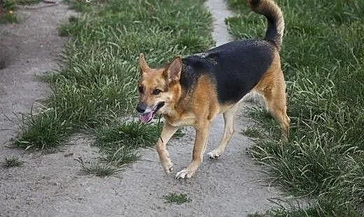 Sara w typie ON szuka DOMU!, mazowieckie Warszawa