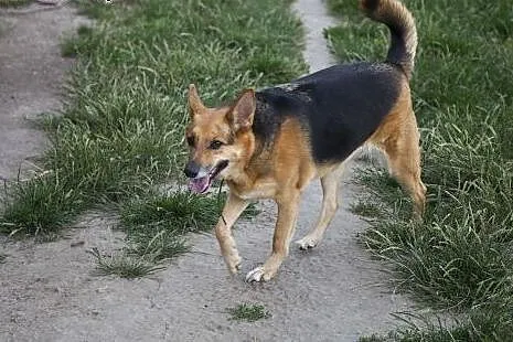 Sara w typie ON szuka DOMU!,  mazowieckie Warszawa