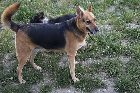Sara w typie ON szuka DOMU!,  mazowieckie Warszawa