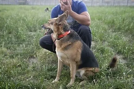 Sara w typie ON szuka DOMU!,  mazowieckie Warszawa