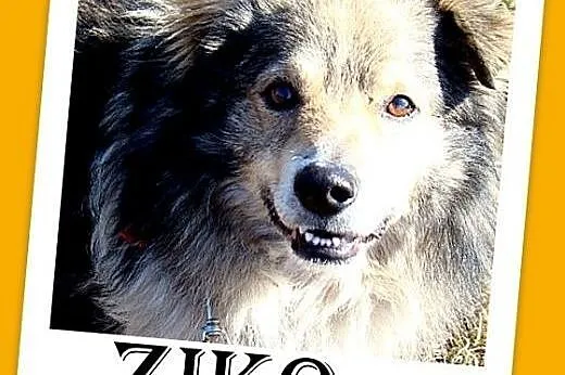 Mam sztywne tylne łapki,ale chodzę-na prawdę,to mo