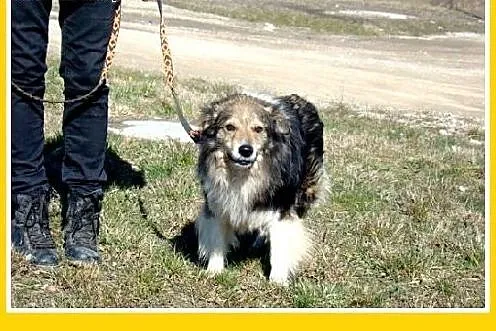 Mam sztywne tylne łapki,ale chodzę-na prawdę,to mo