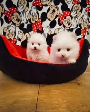 Szpic miniaturowy pomeranian do adopcji. Email: {{biancalaura905@gmail.com}}, , Wrocławice