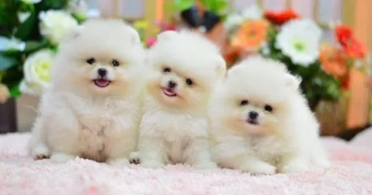 Szpic miniaturowy pomeranian do adopcji. Email: {{biancalaura905@gmail.com}}
