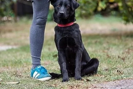 Młody, wesoły Olaf, idealny kompan rodziny do adopcji!, Kundelki cała Polska