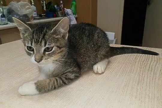 Mały kociak Dyzio szuka domu
