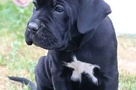 Cane corso szczeniaki ZKwP/FCI