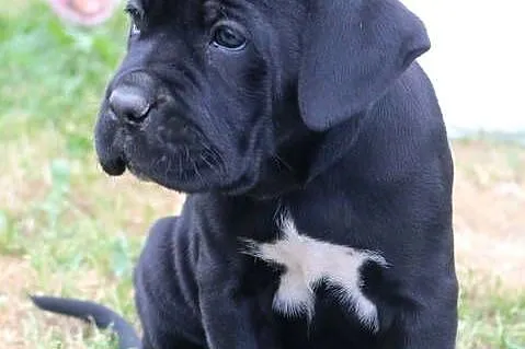 Cane corso szczeniaki ZKwP/FCI, Podkarpackie, Nowotaniec