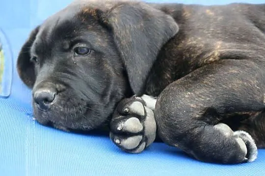 Cane corso szczeniaki ZKwP/FCI, Podkarpackie, Nowotaniec