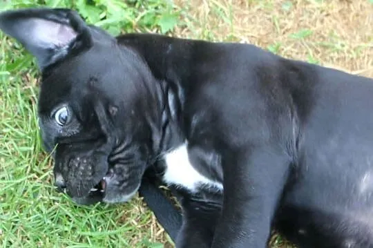 Cane corso szczeniaki ZKwP/FCI, Podkarpackie, Nowotaniec