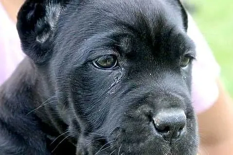 Cane corso szczeniaki ZKwP/FCI, Podkarpackie, Nowotaniec
