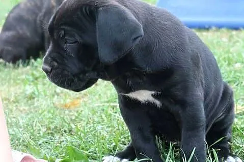 Cane corso szczeniaki ZKwP/FCI, Podkarpackie, Nowotaniec