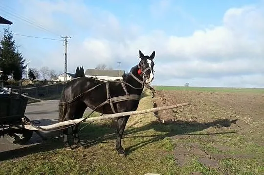 Klacz Wielkopolska